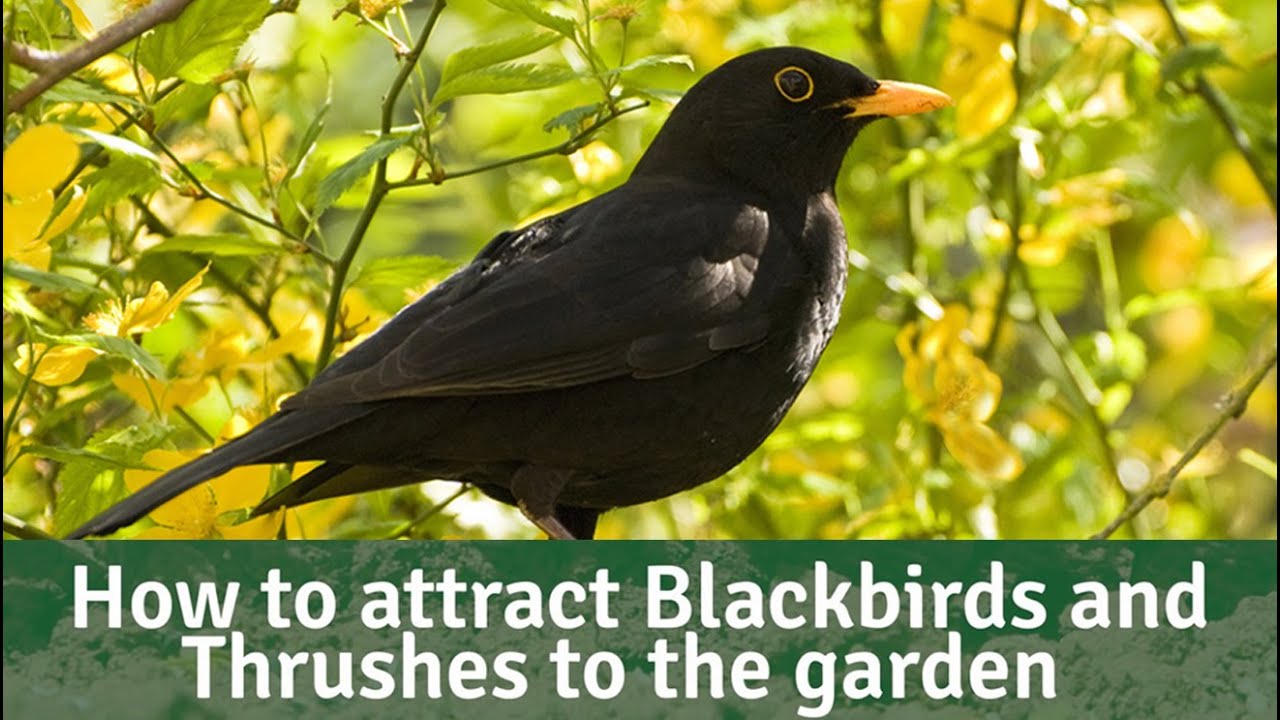 Bird Bites - How to attract Blackbirds and Thrushes to your garden