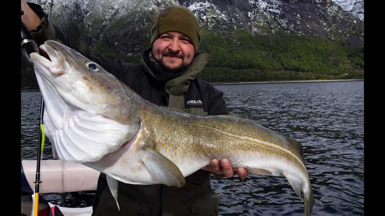 NASZ NAJWIĘKSZY DORSZ [Fjord fishing] NORWEGIA dzień 3