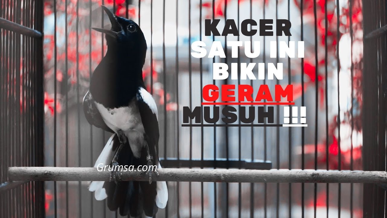 KACER MANA YANG NGGAK BAKALAN EMOSI DAN TARUNG !, PANCINGAN KACER TARUNG JEDA RAPAT