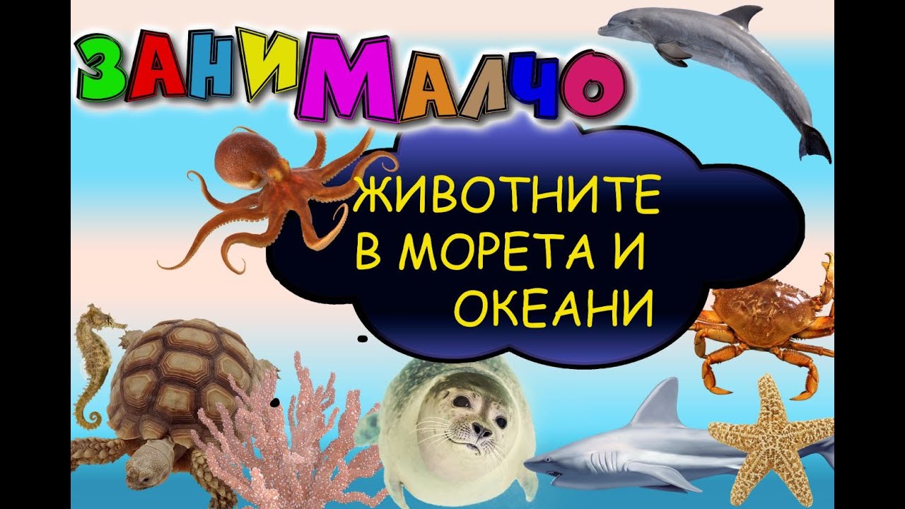 Кой живее под водата? Да видим животните от морета и океани.