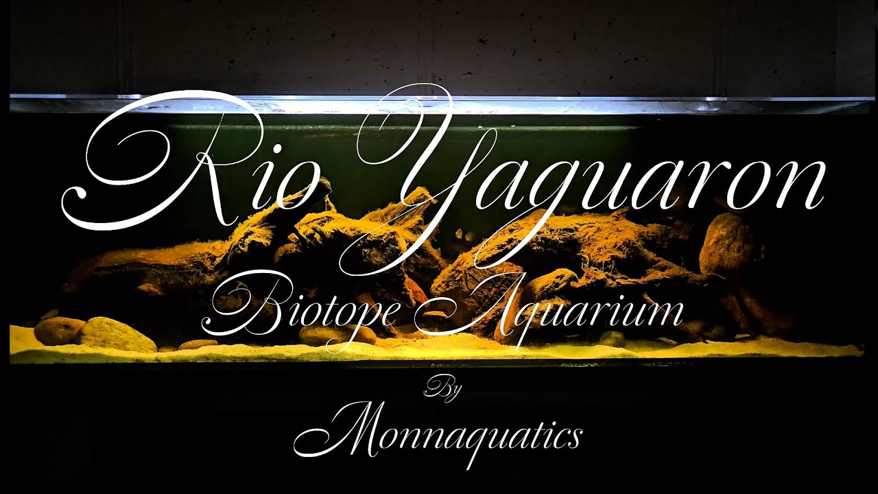  Black water South American Biotope Aquarium – Rio Yaguarón - Relaxing Video with Nature