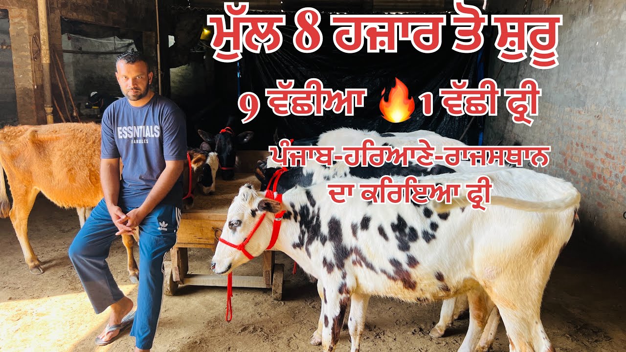 ਮੁੱਲ 8 ਹਜ਼ਾਰ 🔥9 ਵੱਛੀਆ ਵਿਕਾਉ-9 heifer for sale 