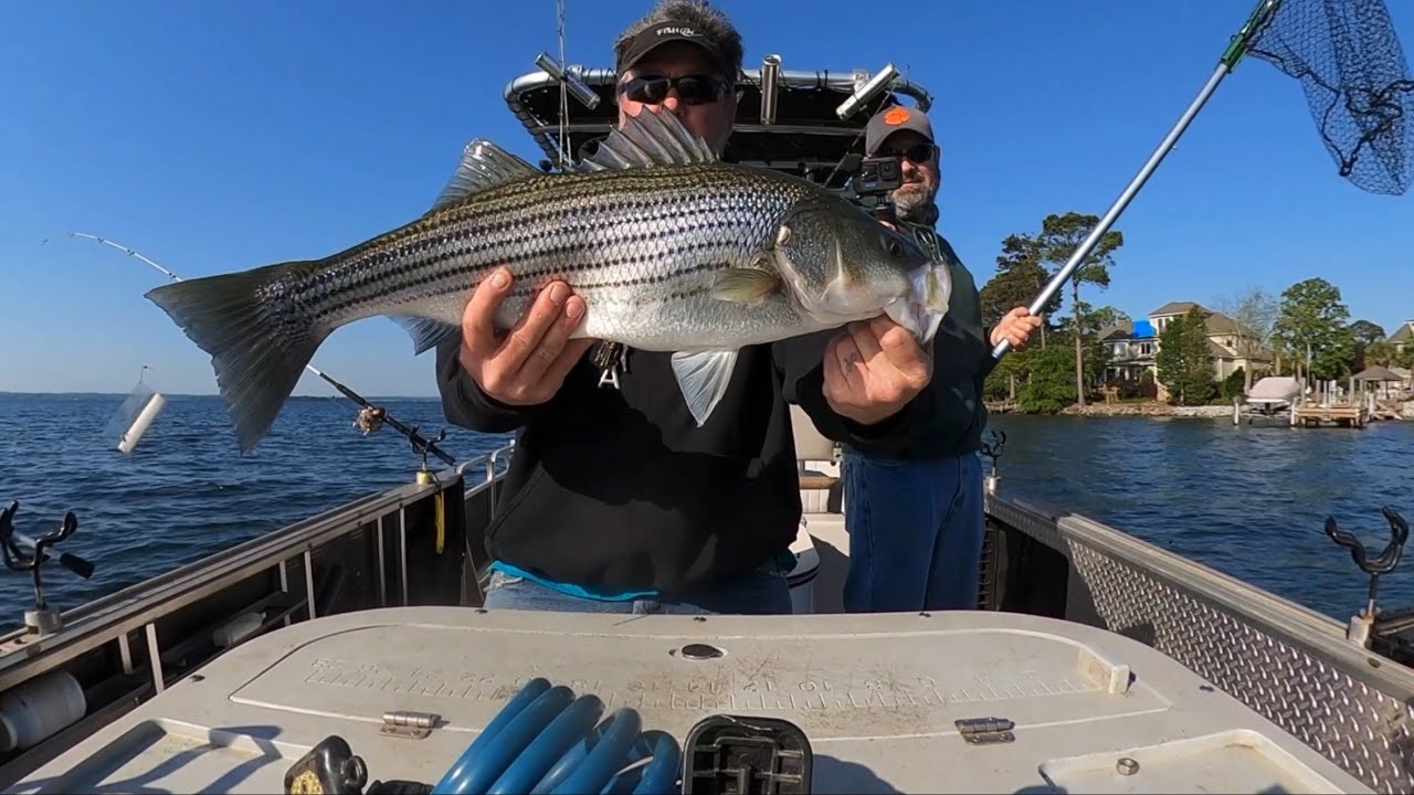 THE HERRING SPAWN STRIPER FISHING LAKE MURRAY