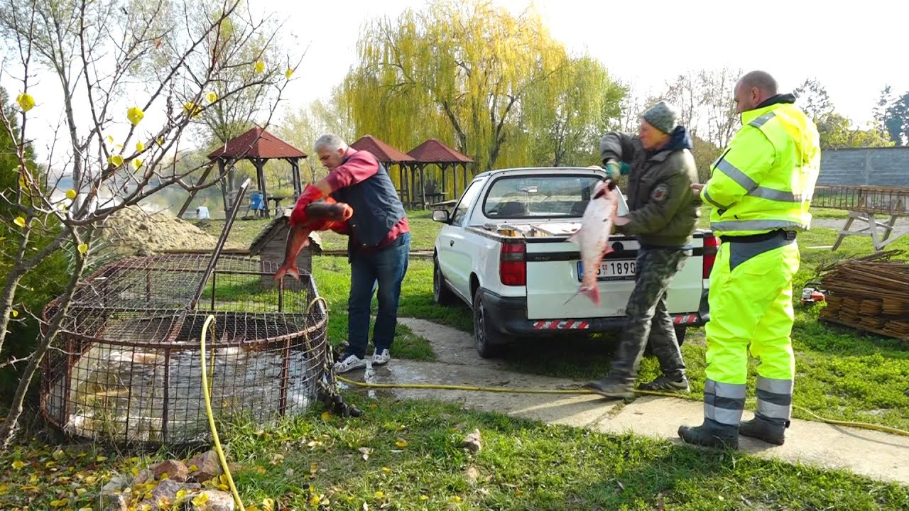 Surčin: Izlov ribe na Bečmenskom jezeru