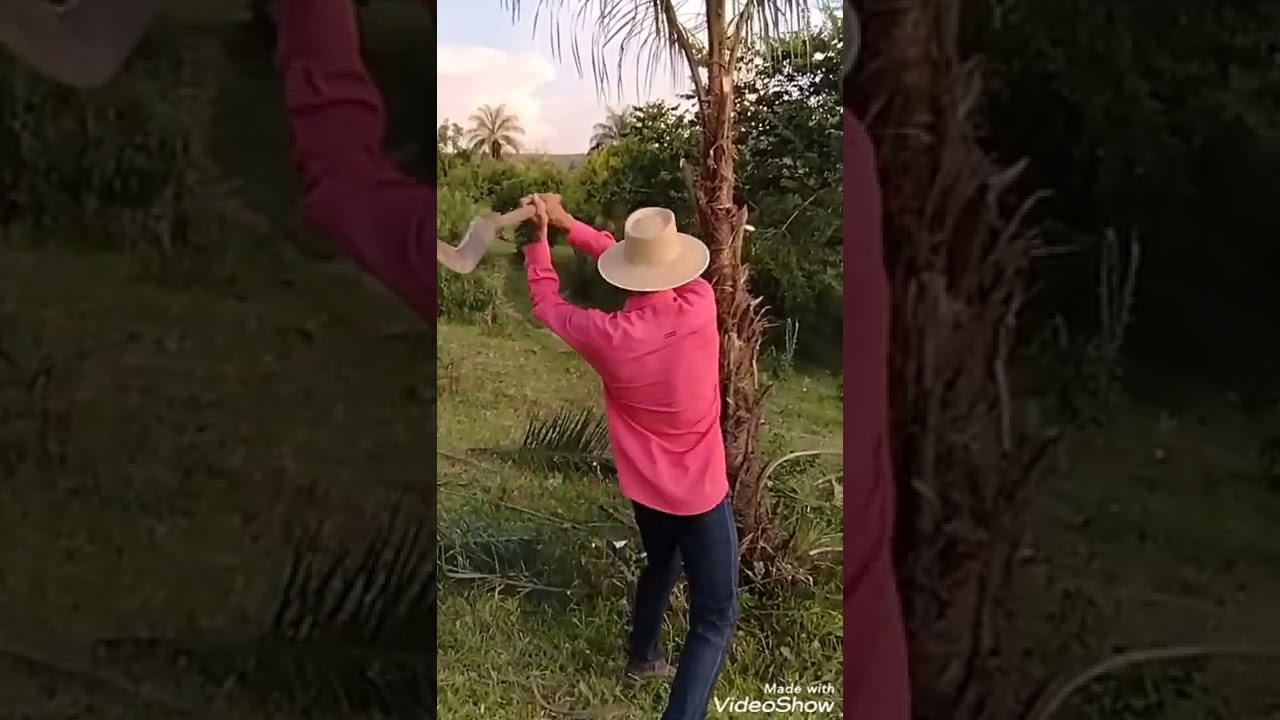 Ensinando a tirar palmito de macaúba!