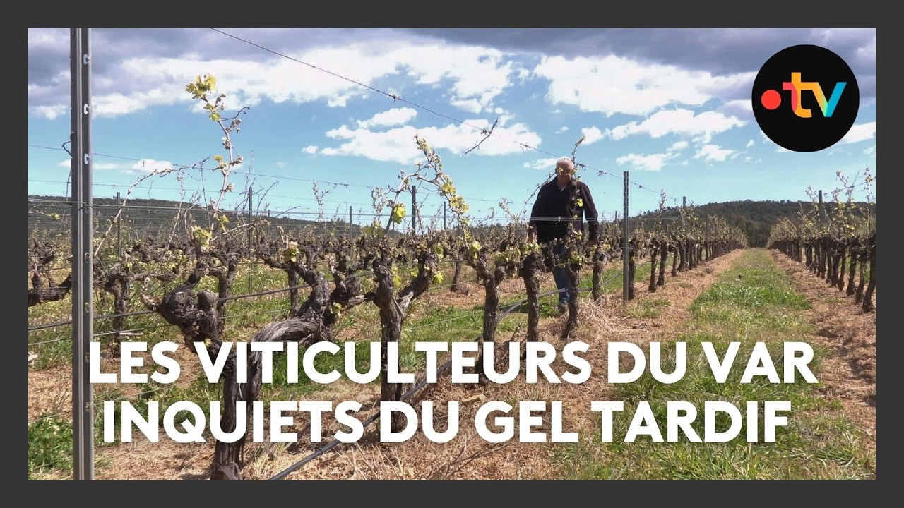 Les viticulteurs du Var inquiets du gel tardif