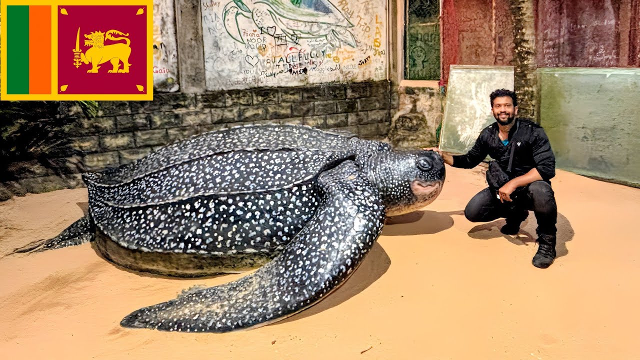 Sea Turtles 🐢 Conservation Project,  Ahungalla ( SRI LANKA ) 🇱🇰 - A Traveller's Memoirs