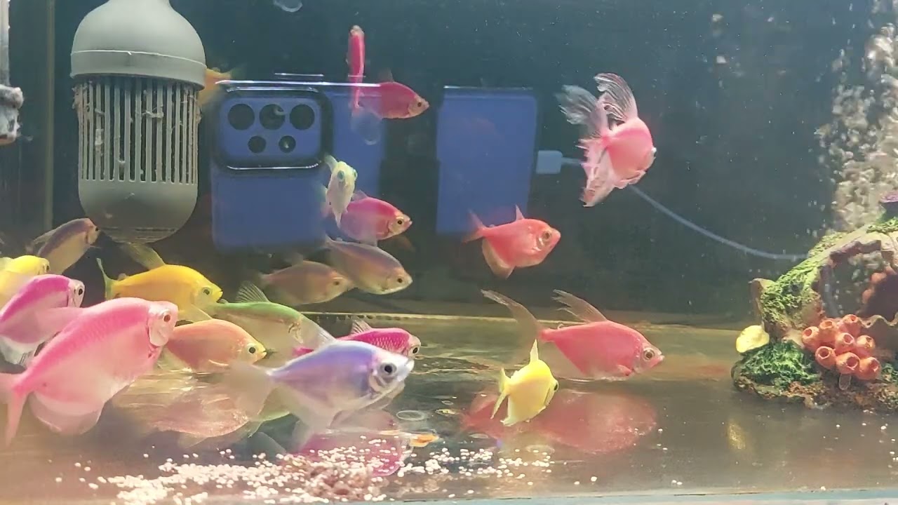 Relaxing Aquarium Fish Tank Sounds no music
