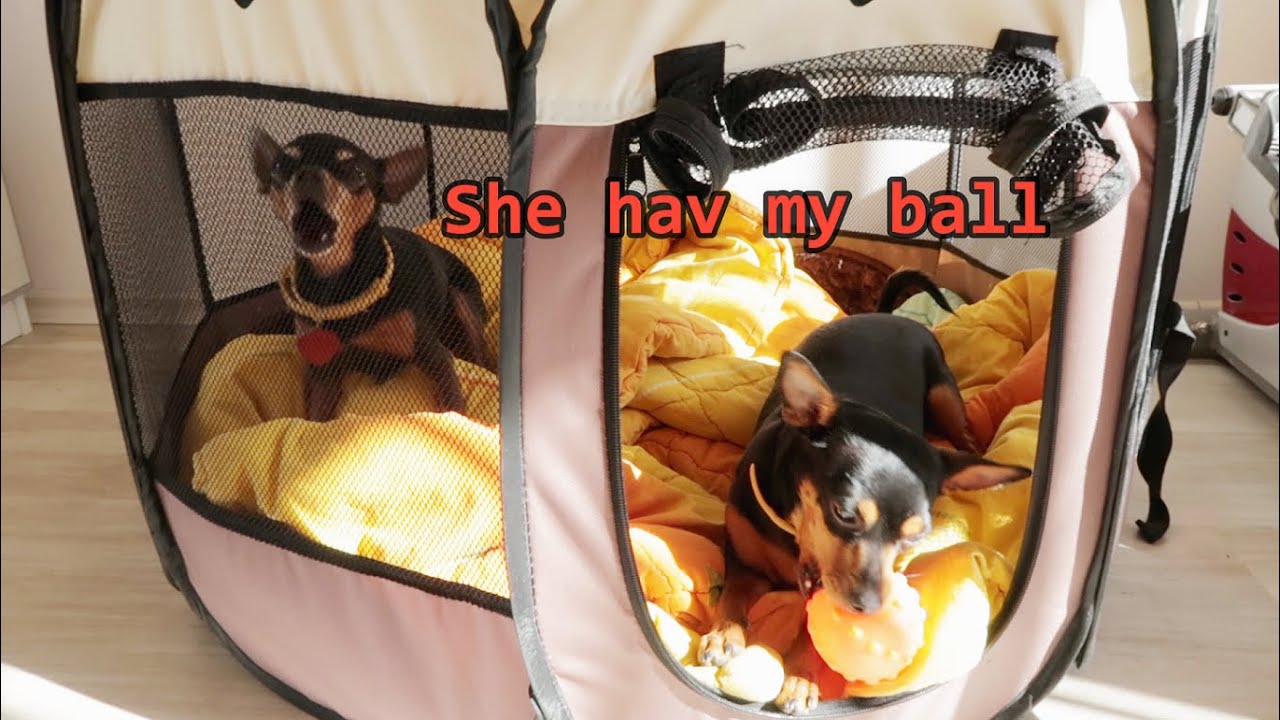 MY DOGS FIGHT FOR TOY | Miniature Pinscher | Funny video with dogs |