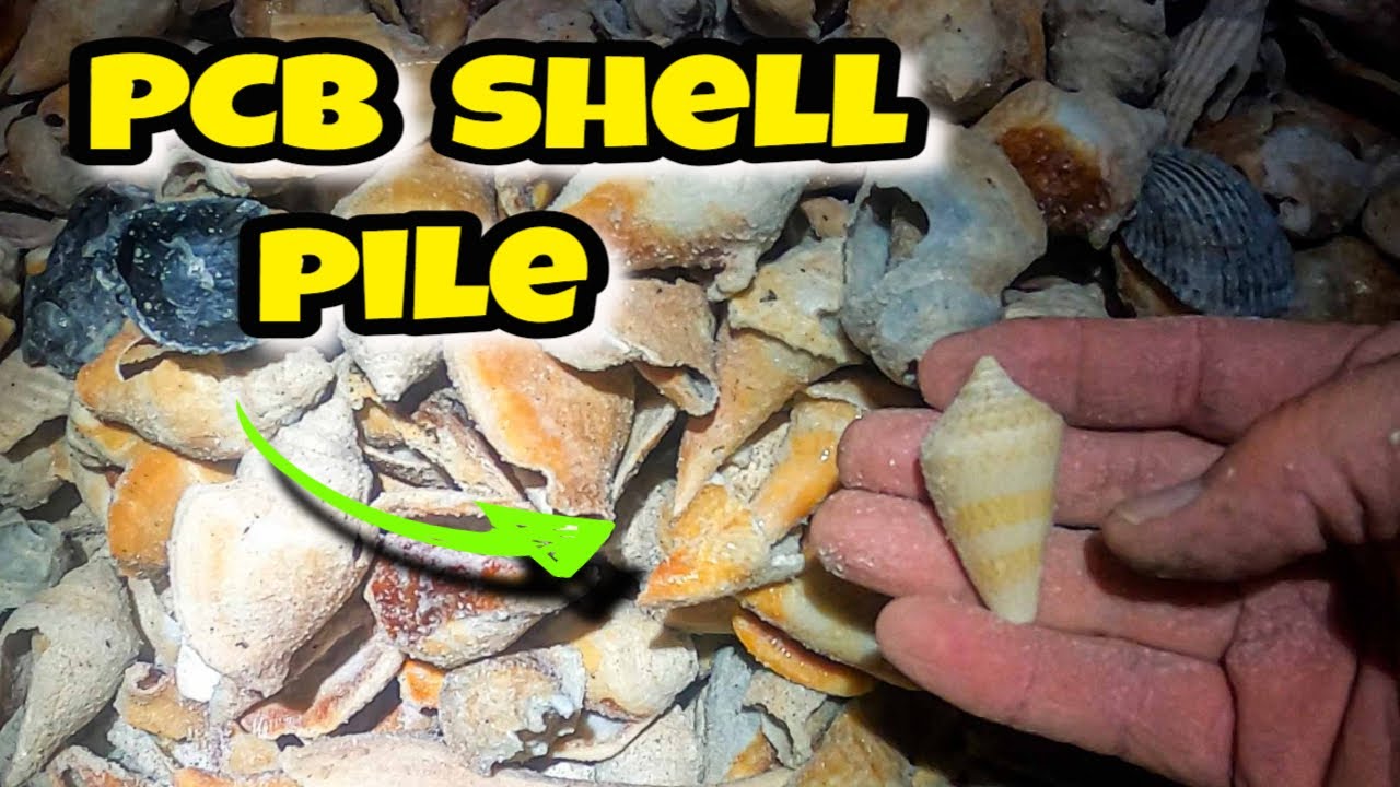 Shell Shocked: A Story of the Panama City Beach SHELL PILE