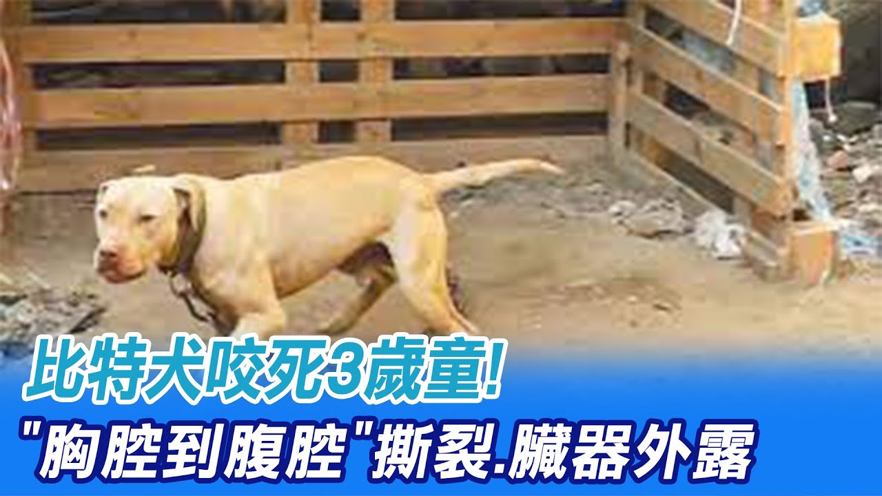 【每日必看】比特犬咬死3歲童! 