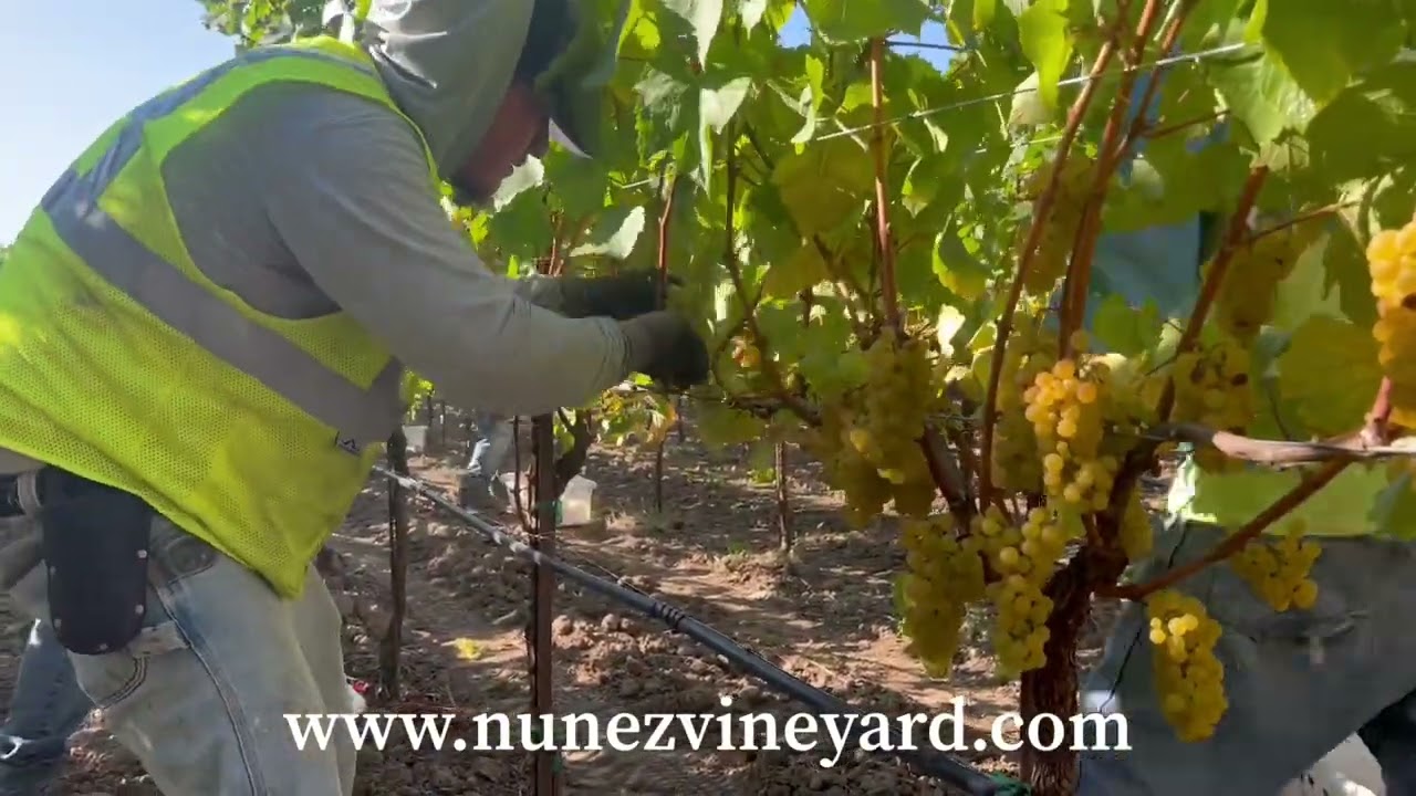 Precision Harvest