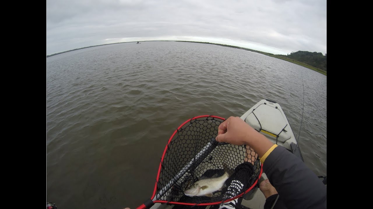 Estuary Perch Session in Andersons Inlet