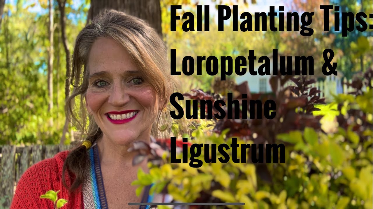 Fall Planting Tips: Deer Resistant Shrubs- Loropetalum and Sunshine Ligustrum