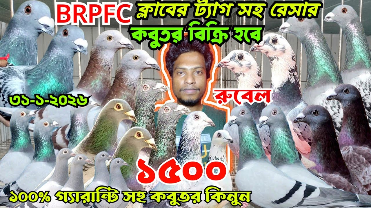 ১৫০০ টাকায় ক্লাবের রেস করা রেসার কবুতর কিনুন। কম দামে আসল রেসার কবুতর বিক্রি হবে। রুবেলের খামার। 