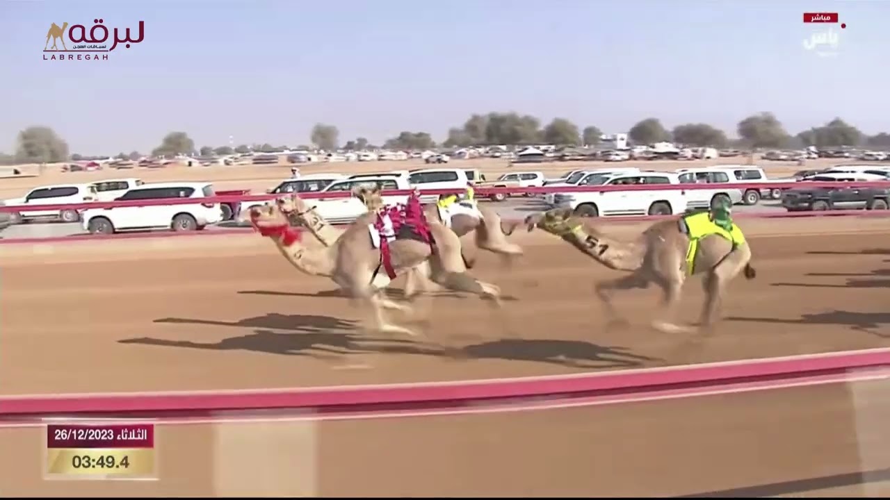 ش1 الظبي لـ ناصر حمد سهيل الخييلي (مهرجان سمو الشيخ محمد بن زايد 26-12-2023م)كأس الحقايق بكار 5:47:0