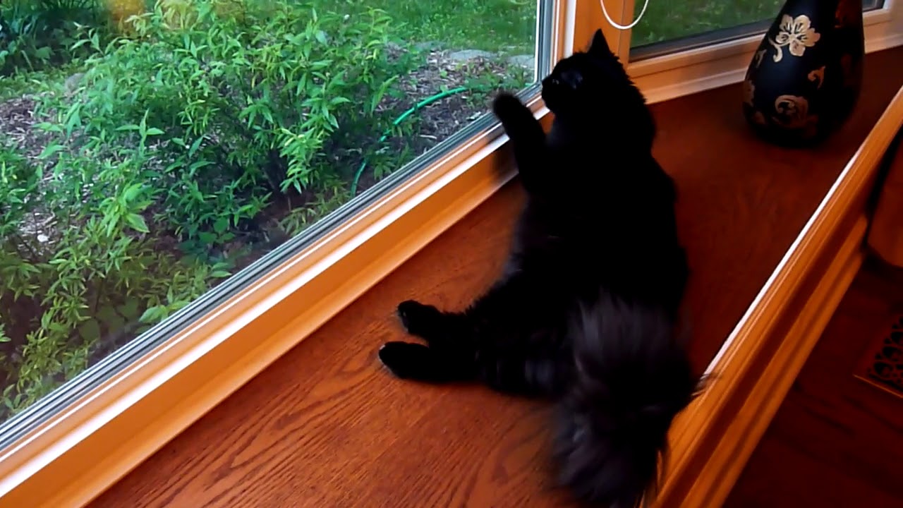 kiki watches a squirrel