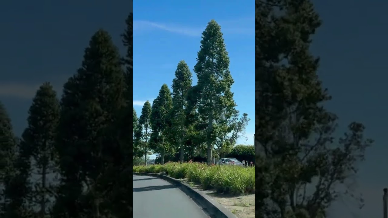 Refreshing🍃🍃 morning drive | Auckland NZ