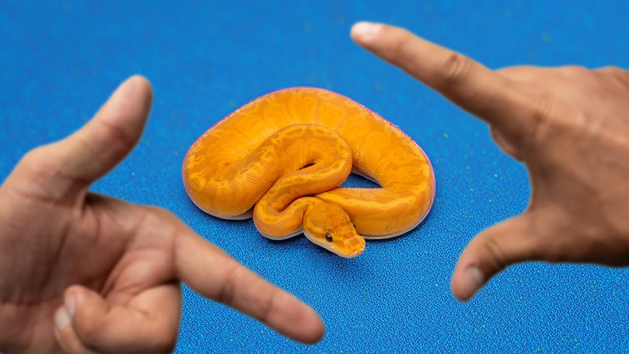 Ultramel Sunset 6 years in the making