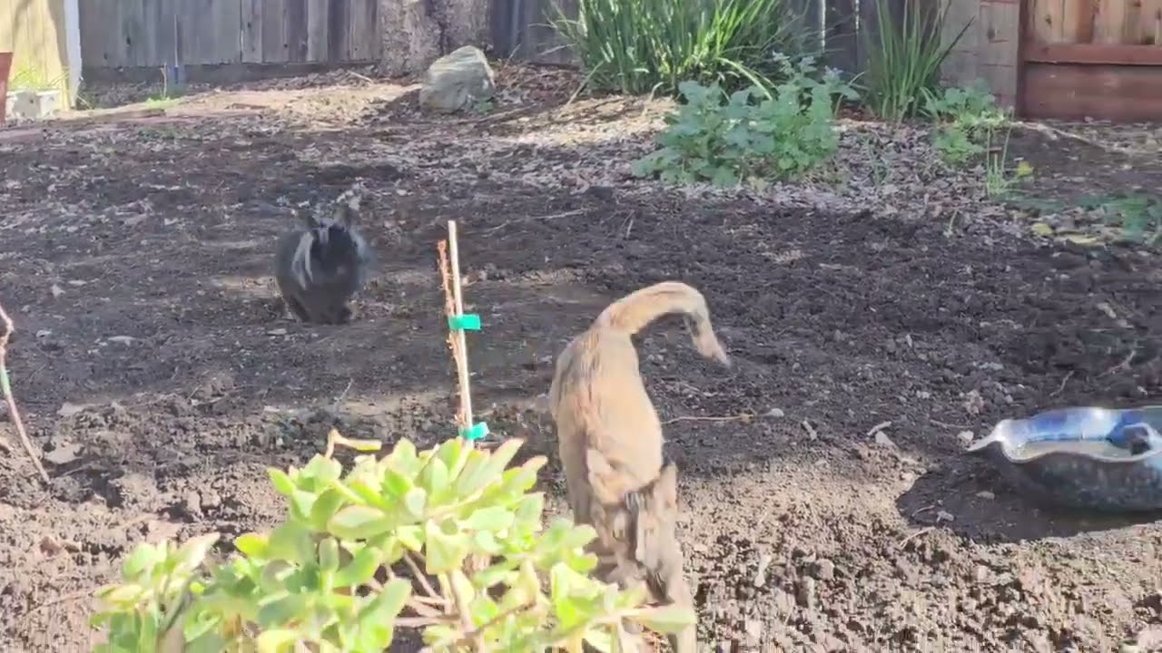 Kitten and Bunny having fun in the backyard
