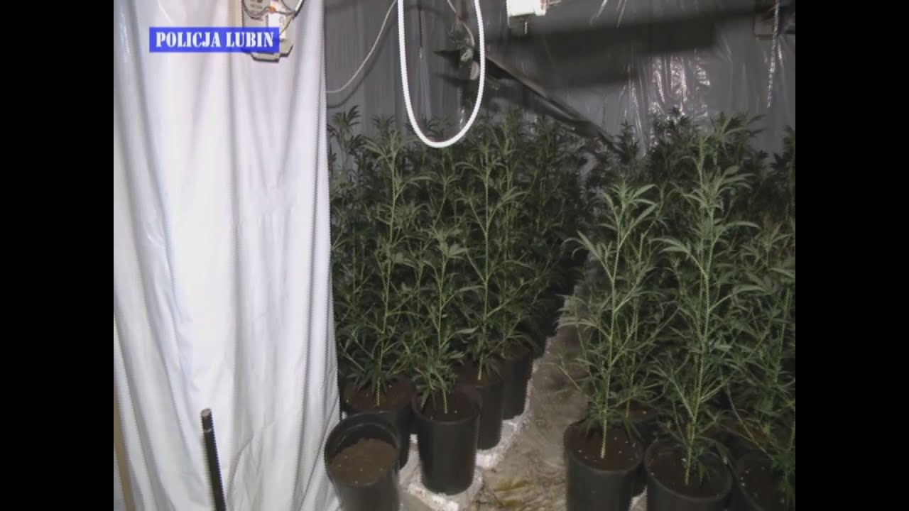 LUBIN/GŁOG&Oacute;W. Gigantyczna plantacja marihuany zlikwidowana