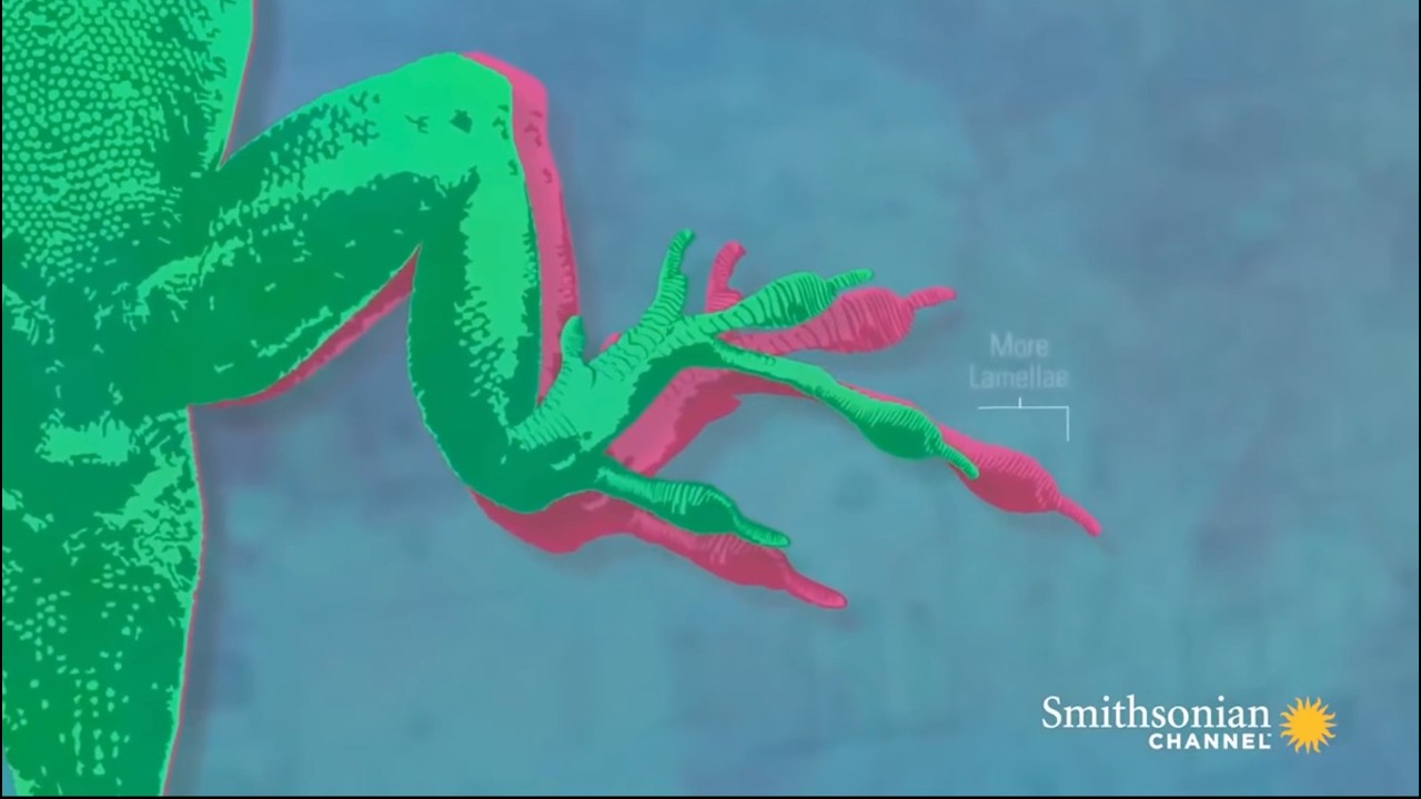 Meet the Anoles - English