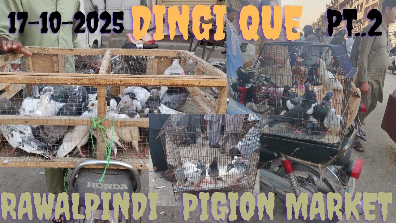 Dingi Que Pigeon Market Latest Update 🕊️ | New Breeds & Price Details