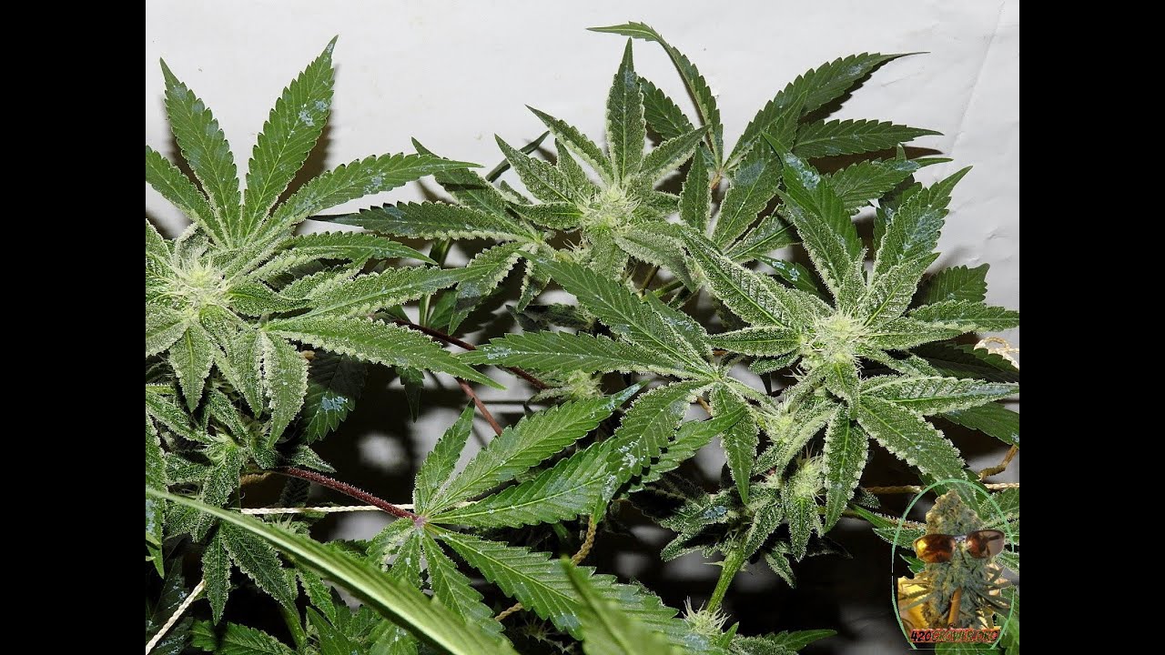 POWER SI TEST PLATINUM CANDY GORILLA BUBBLE DAY 28