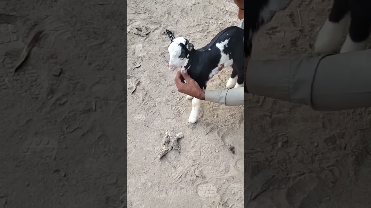 Teddi goat 
