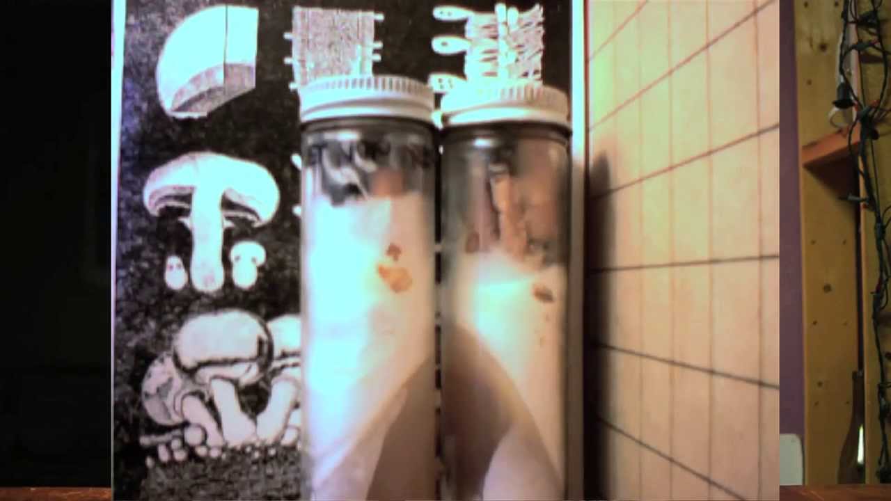 Radical Mycology: Training a Mushroom to Remediate Cigarette Filters