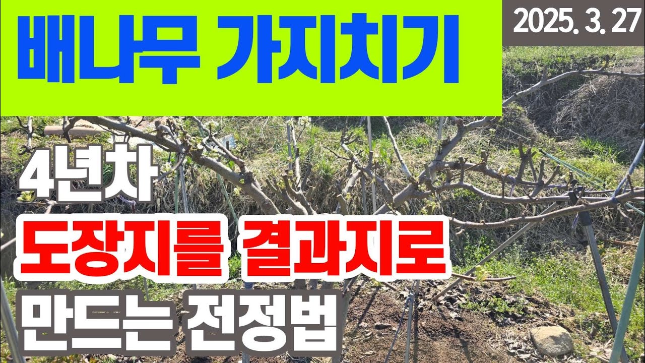 배나무 가지치기 - 3년생 (4년차 전정법) #전정시기