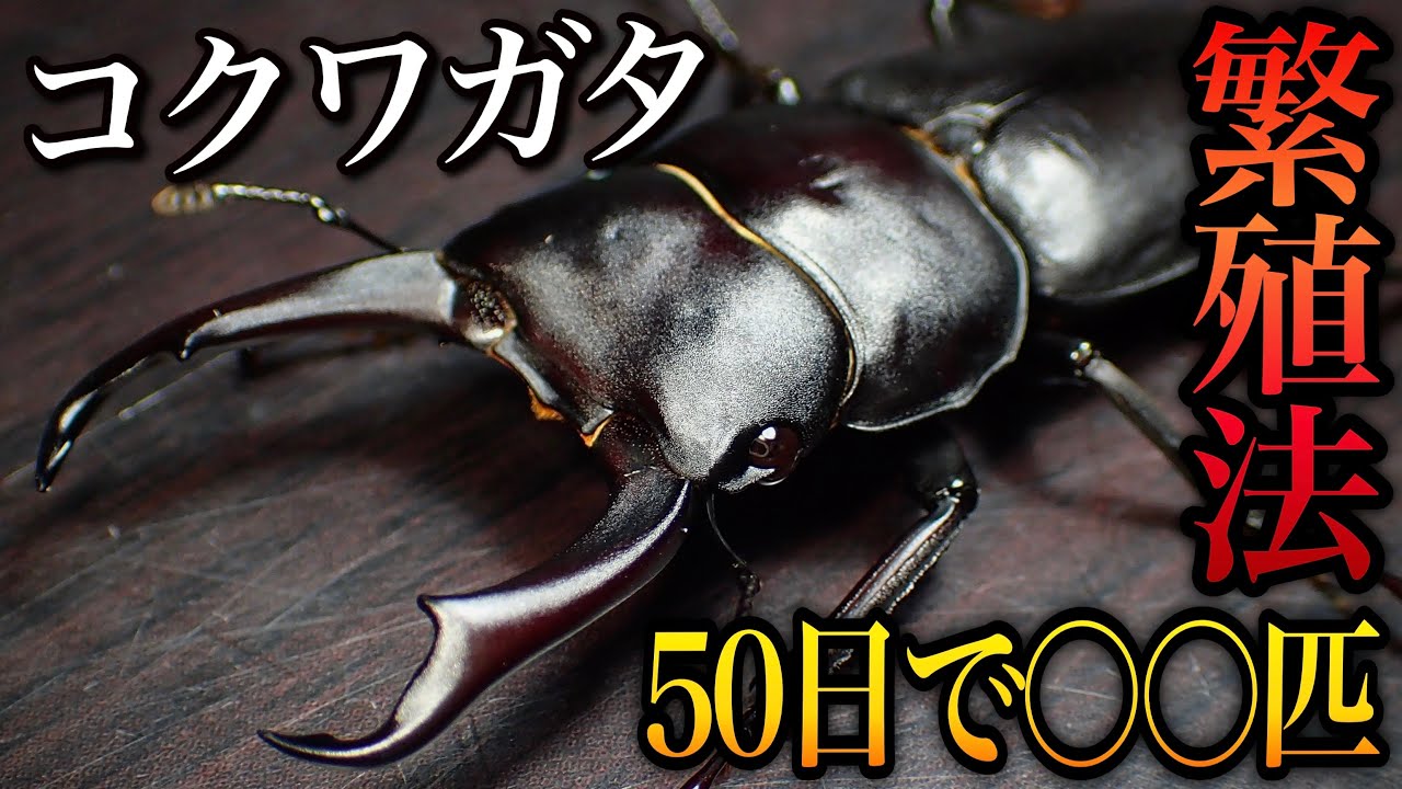 コクワガタの繁殖方法　産卵セット割出しと幼虫の管理方法【クワガタ飼育】