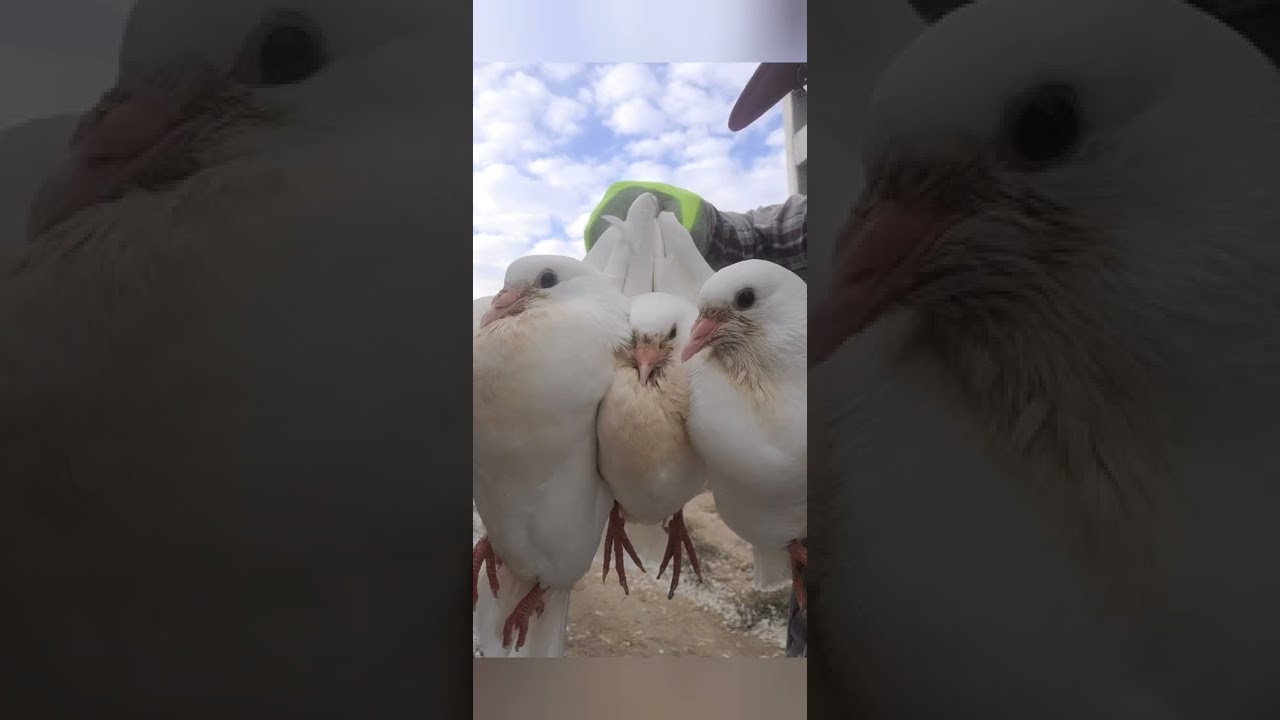 4 WEEKS OLD SQUAB PROCESSED. #A&APIGEONFARM