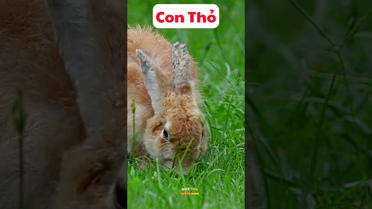 B&eacute; t&igrave;m hiểu về con Thỏ. #dayconthongminh #behocconvat #con thỏ #