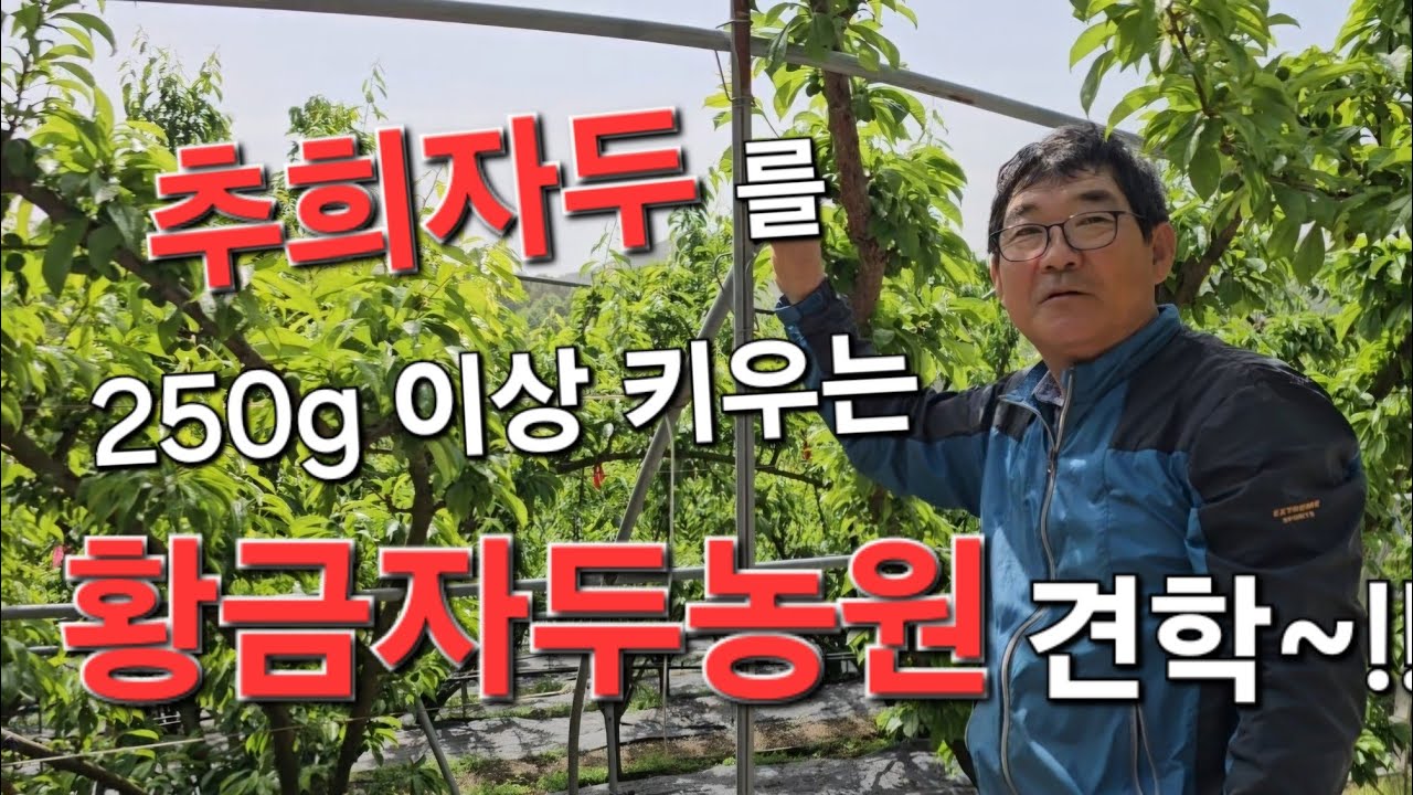 옥천 황금농원 견학 - 추희자두를 250g이상 만드시는 비법을 찾아서~!!