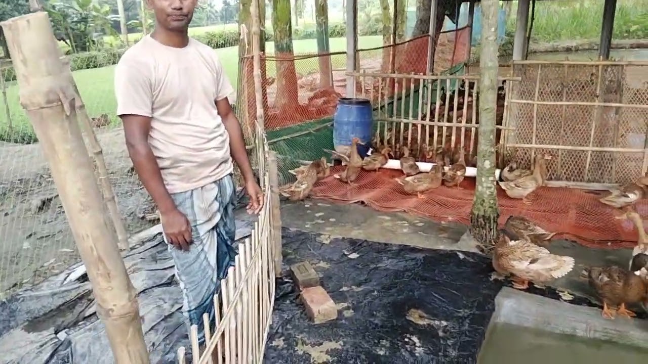 আসলেই হাঁস খামার থেকে কত টাকা লাভ করা সম্ভব শুনুন, নতুন খামারির মুখ থেকে | 01982056392 হাঁসের খাবার