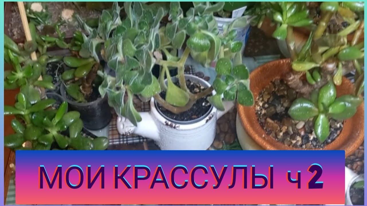 Мои крассулы часть 2.#суккуленты #крассулы #толстянка 