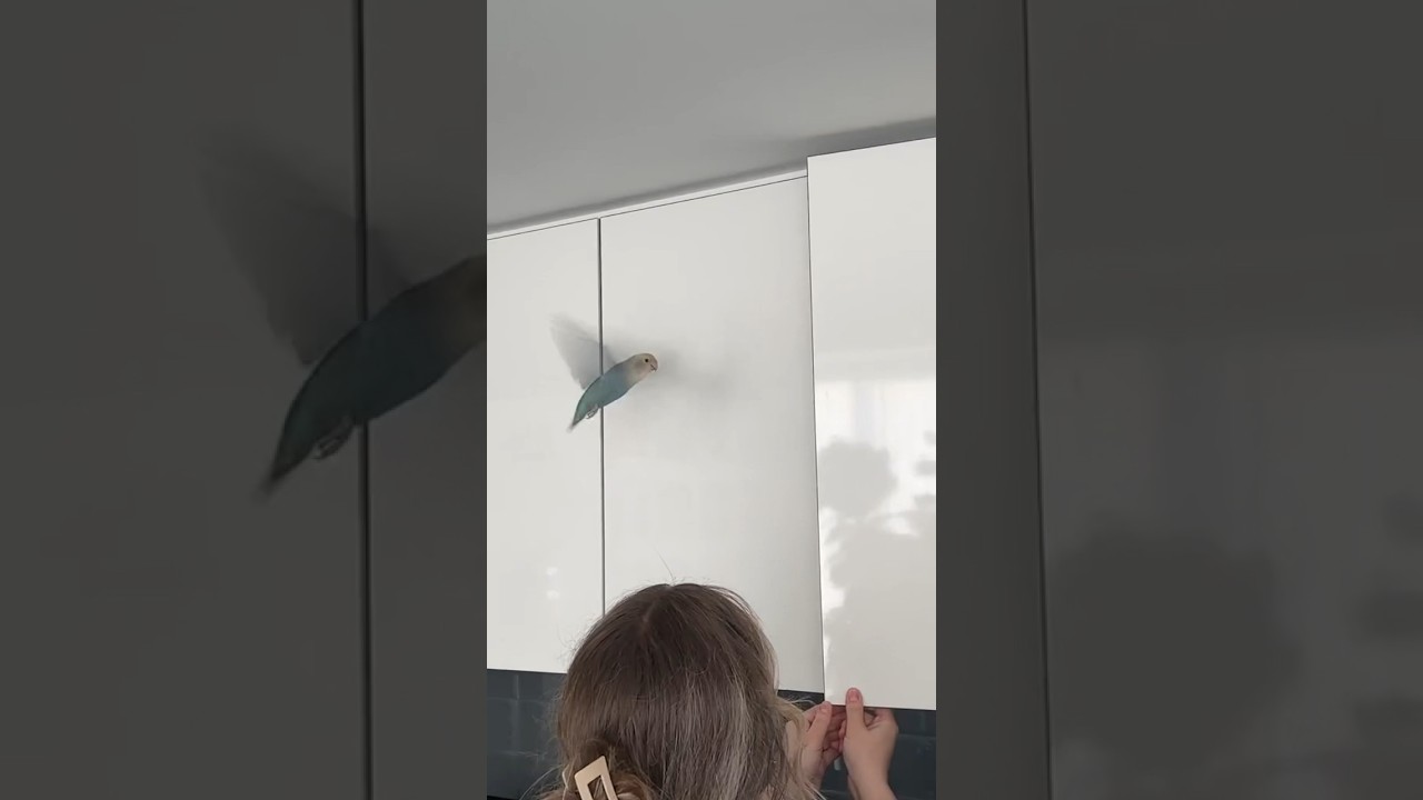 Lovebird or hummingbird? #funnyanimals #birds #crazybirds #parrot #funnybirds #funny #pets #viral