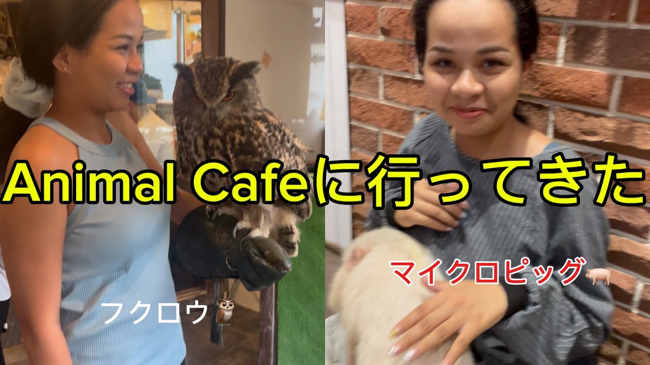 🐷🦉のアニマルカフェめっちゃ◎