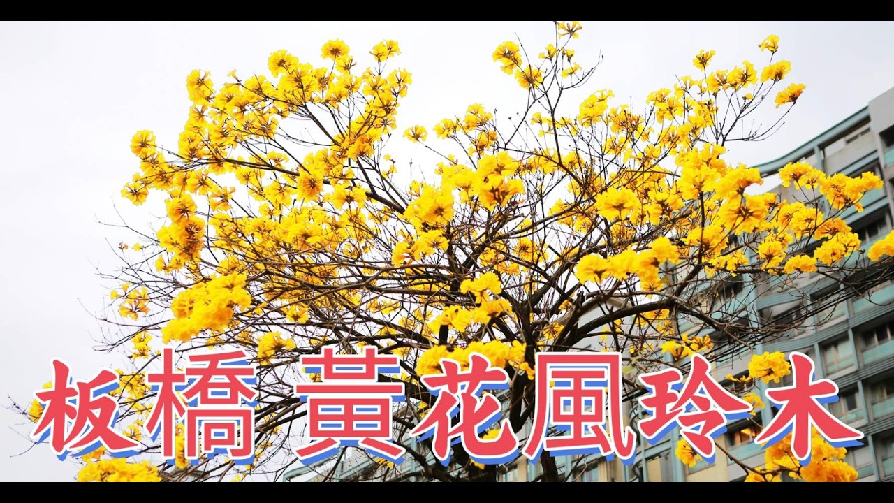 新北市 板橋黃金大道 遠東通訊園區 黃花風鈴木 2026年