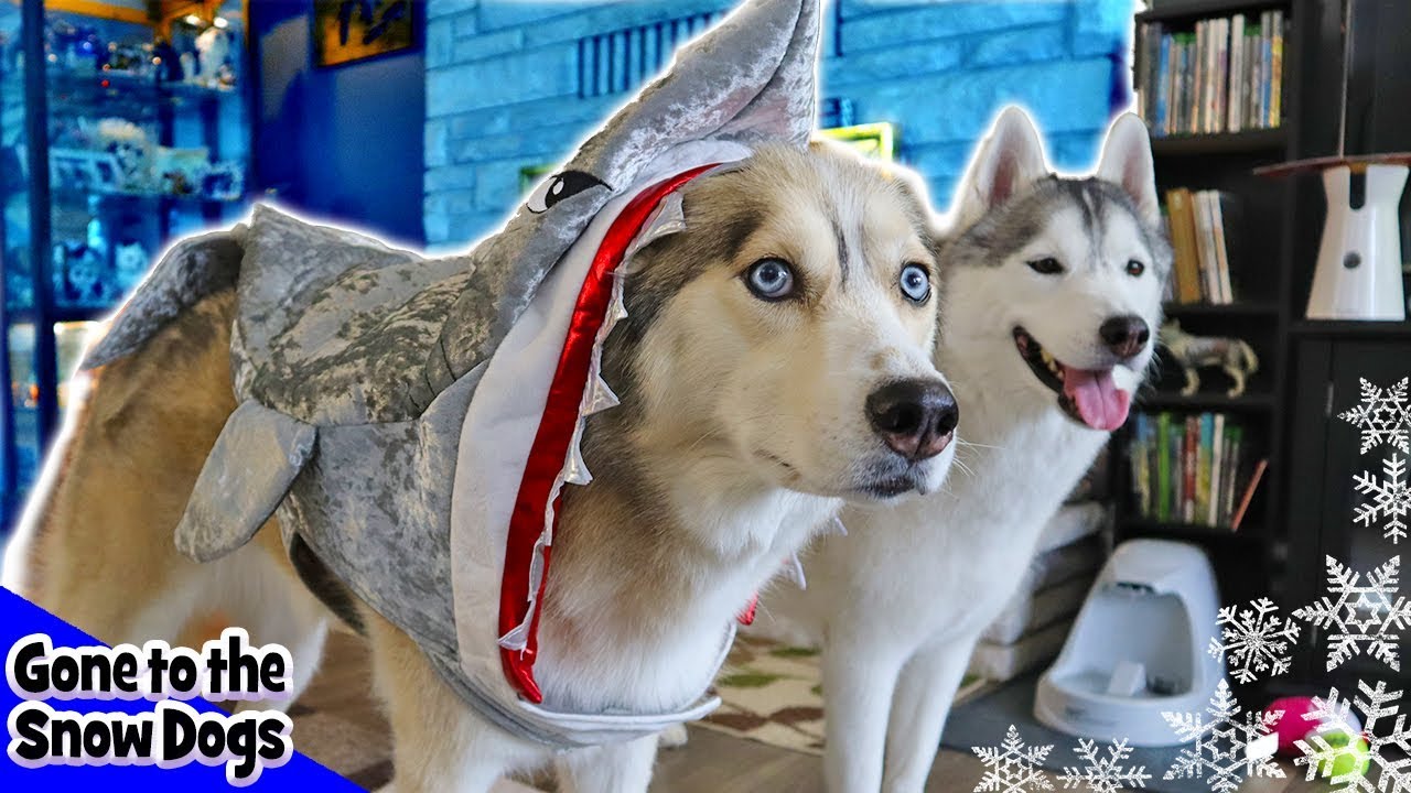 My Dogs Try On Halloween Costumes | Husky Baby Shark