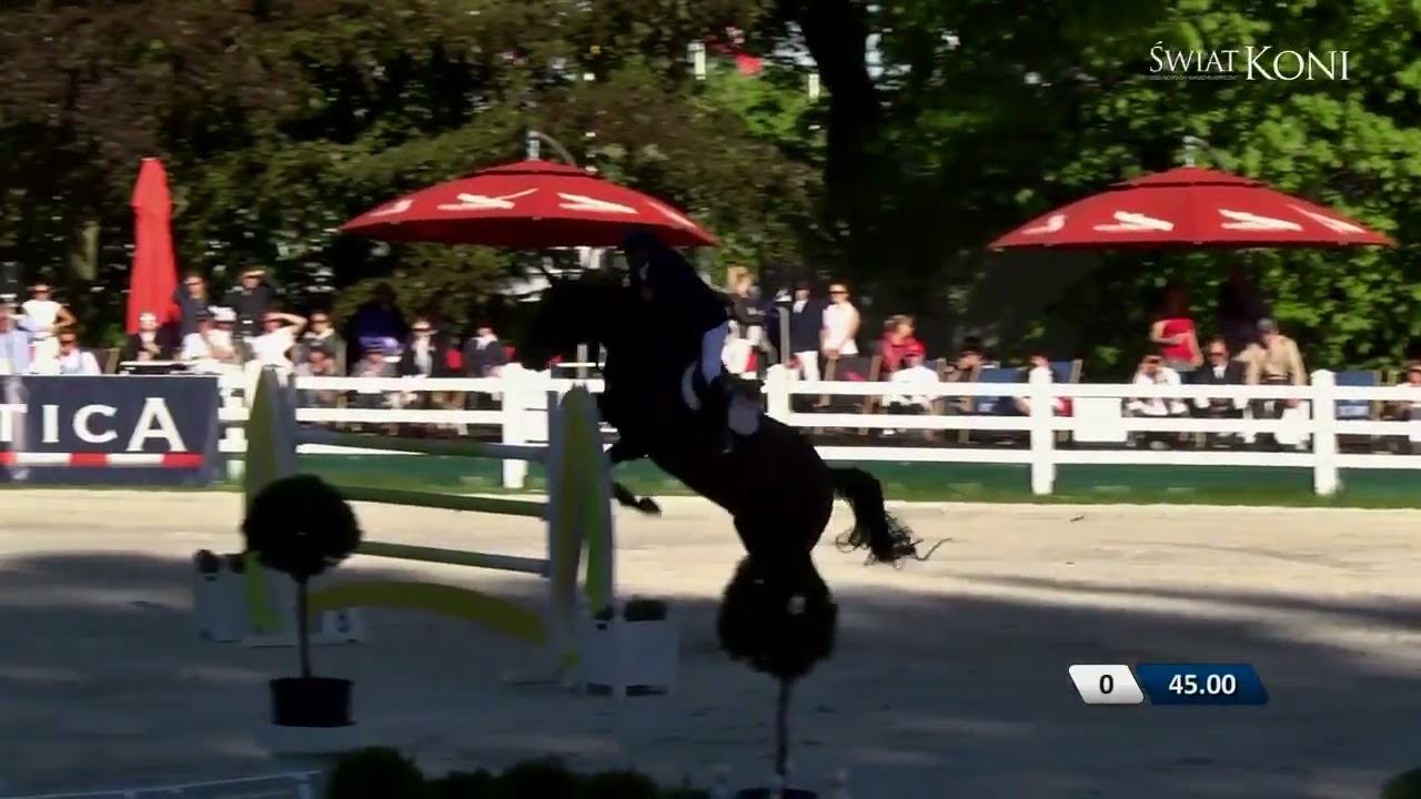TINTIN DE LA POMME st. SF by Diamant de Semilly x For Pleasure x Jalisco B.    