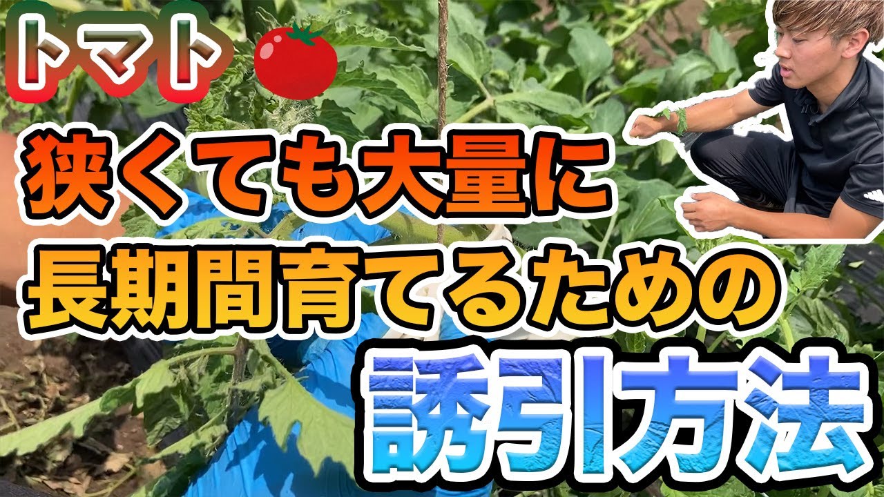 【トマト】初心者でも出来る簡単な誘引方法。特に面積が狭い家庭菜園は必見。