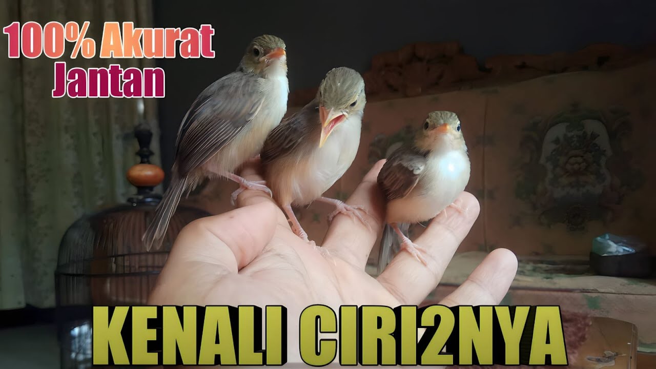 CARA MEMBEDAKAN  ANAKAN CIGUN JANTAN DAN BETINA PALING AKURAT DAN DETAIL