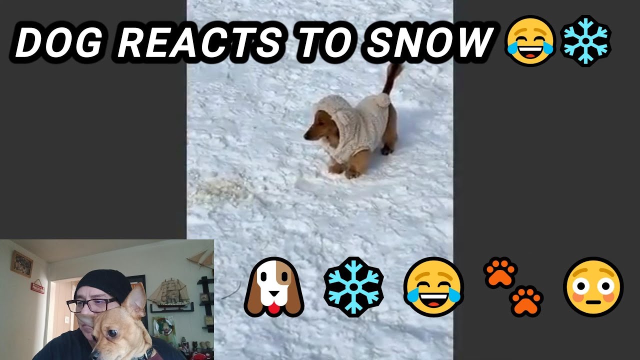 My Chihuahua Reacts to Animals Playing in the Snow ❄️🐶 (Funny Dog Reaction)