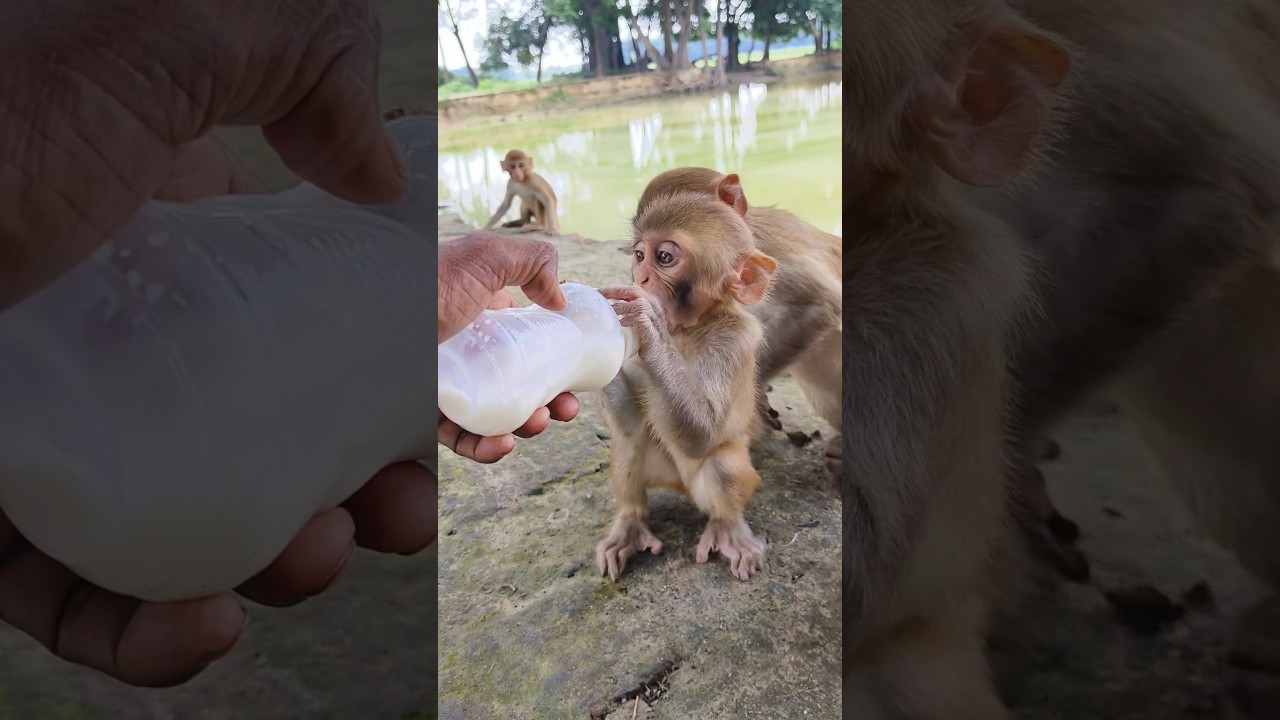 Dudhu piyenge hum to 🍼🍼🍼🐵🐵🐵#bandar #monkeyvideo #monkey 0408