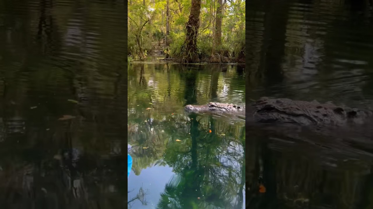 Kayaking in Florida be like&hellip; 😅🐊 #florida #alligator #wildlife