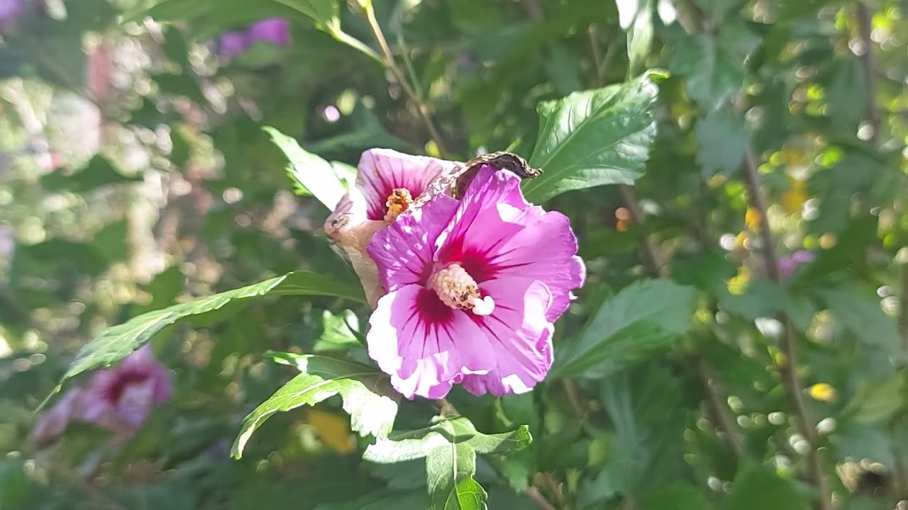 Hibiskus im Garten umpflanzen