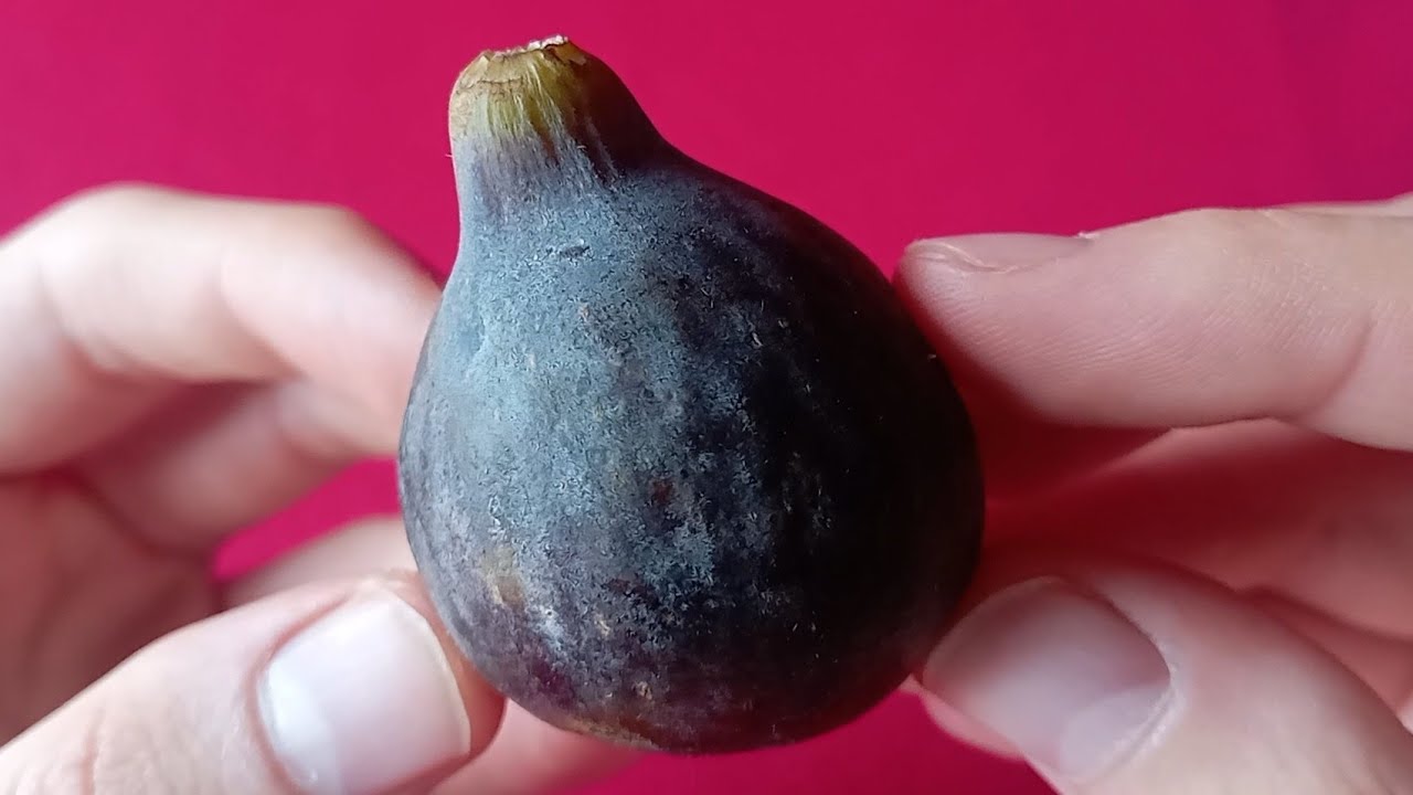Higo Coll de Dama Negra | Catando frutas 🍌 🍉