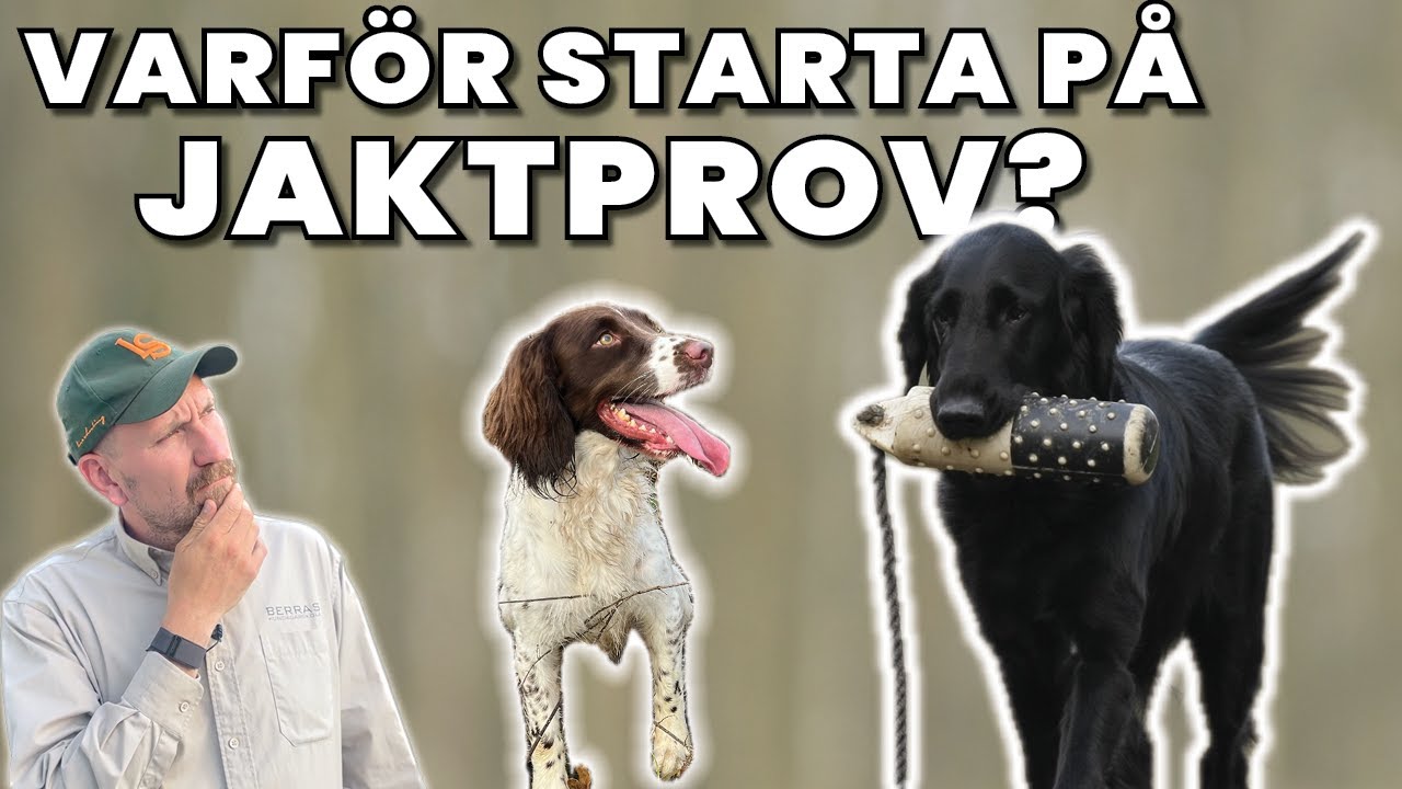 Varför är det bra att starta på Jaktprov?